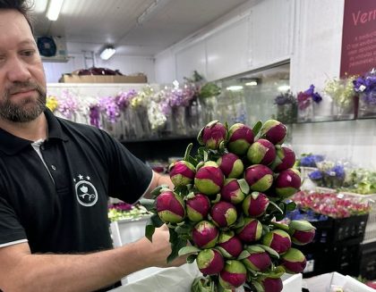 Llega a Brasil primera exportación de peonías procedentes de Chile